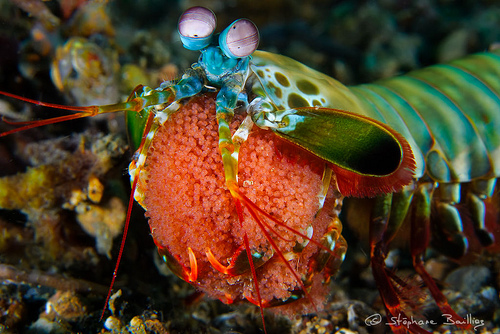 Reproduction and Life Cycle - The Mantis Shrimp